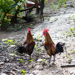 .Bantams on wet ground.