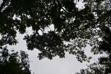 Trees reflected in pool of water