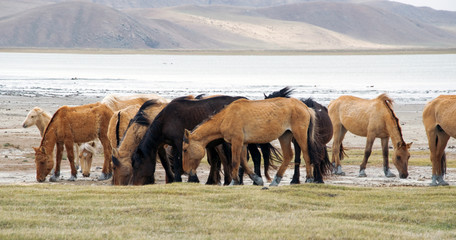 a herd of horses on the shore of Lake