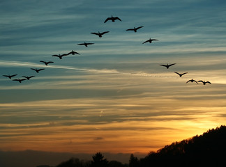 Obraz premium Migracja ptaków o zachodzie słońca