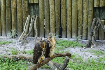 Fototapeta premium Two beautiful red tailed hawks sitting on a branch. 