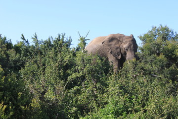 A large elephant seen in between plantation