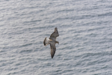 Seagull flying in Cies Islands (Pontevedra, Spain).