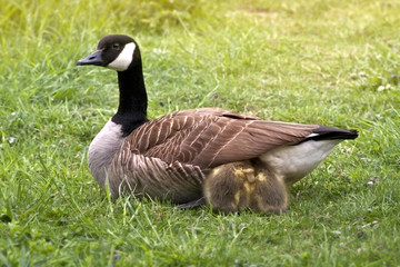 Canada Goose Goslings