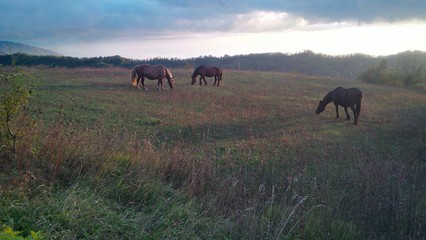 cavalli in libertà