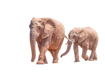 African Elephant mother and calf, isolated in white