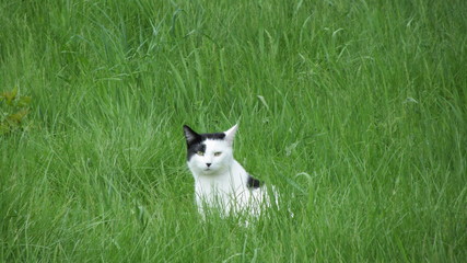 Cat prowling in the grass