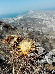 vertrocknete Blume auf den Bergen von Santorini