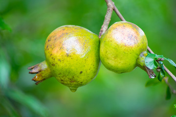 green pomegranate on pomegranate tree