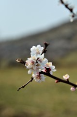 Soft photo of White-pink cherry blossom. Bokeh