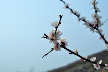 Soft photo of White-pink cherry blossom. Bokeh