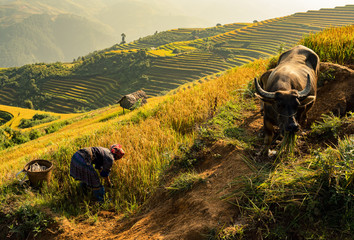 Farmer with buffalo working in the rice terraced Mu Cang Chai,Vietnam