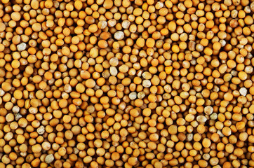 mustard seeds on a full background horizontal