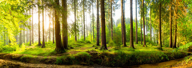 Fototapeta premium Panorama lasu o wschodzie słońca