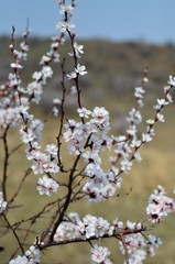 Soft photo of White-pink cherry blossom. Bokeh