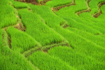 Green terraced rice field
