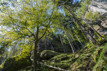 Affenstein Umgebung, Nationalpark Sächsische Schweiz