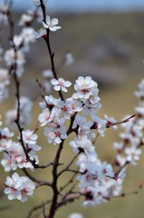 Soft photo of White-pink cherry blossom. Bokeh