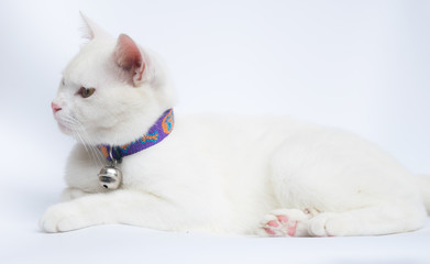 white cat on white background