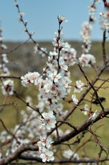 Soft photo of White-pink cherry blossom. Bokeh