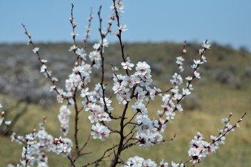 Soft photo of White-pink cherry blossom. Bokeh
