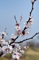 Soft photo of White-pink cherry blossom. Bokeh