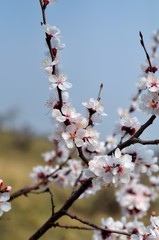 Soft photo of White-pink cherry blossom. Bokeh