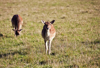 Fawns grazing in natural environment