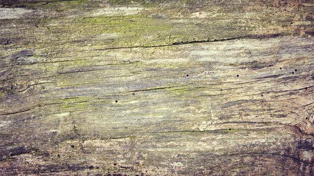 Texture asse di legno
