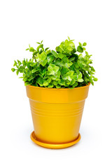 Potted house plant isolated in white background