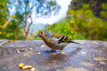 Carduelis chloris, Greenfinch, Madeira Island, Portugal