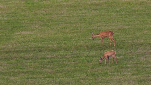 Reh mit Kitz grasen auf der Wiese
