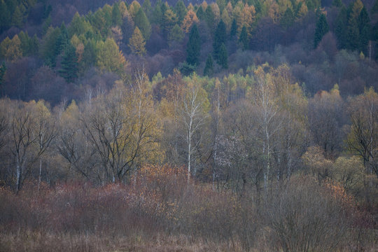 Jesienny las w Bieszczadach - Otryt
