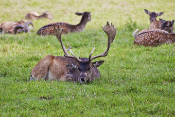 Naklejka na ściany i meble Young stag crouched in field with herd resting on the back, blur