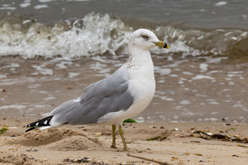 Seagull