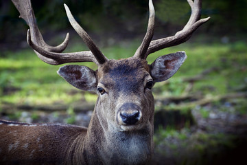 Portrait of male deer with antlers