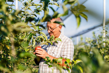 Senior man picking apples in his orchard. He examining the apple production.