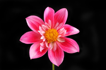 Obraz premium Dahlia isolated against black