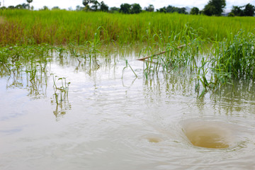 flash flood in rice field
