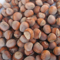 nocciole intere isolate su sfondo bianco