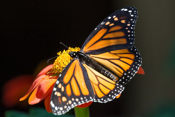 Monarch Butterfly
