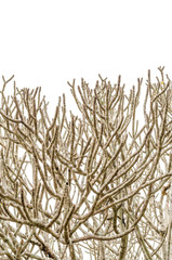 Dry tree small and large branches isolated on white background