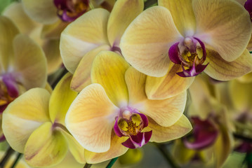 Naklejka na ściany i meble Selective focus yellow Phalaenopsis orchid flower in winter, chanthaburi, thailand.