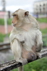 Obraz premium monkey