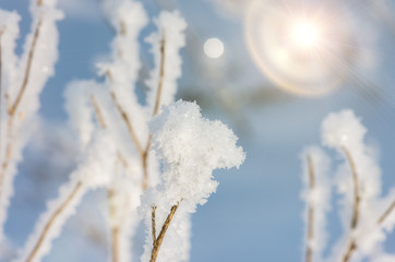 Dry grass covered with snow and hoarfrost