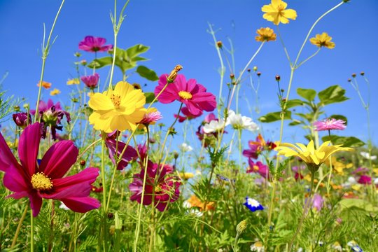 Fototapeta Kartkę z życzeniami - kolorowa kwiatowa łąka - letnie kwiaty