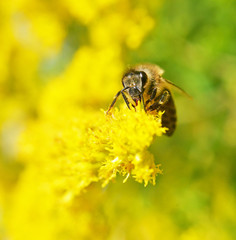 Honey Bee on Yellow Flower, sunny day