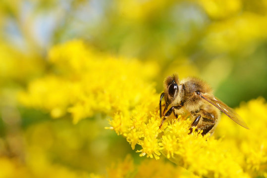 Honey Bee on Yellow Flower, sunny day