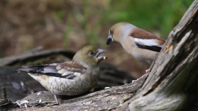 Kernbei&szlig;er f&uuml;ttert Jungvogel und entkernt f&uuml;r ihn die Sonnenblumenkerne