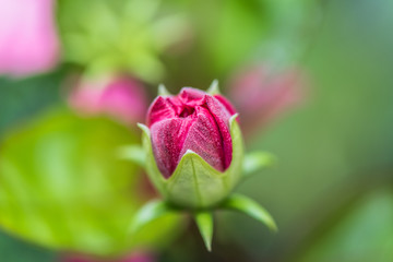 Pink flower macro shot